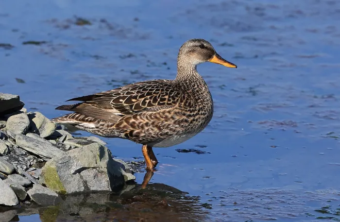 Framed Print : Gadwall Mareca strepera