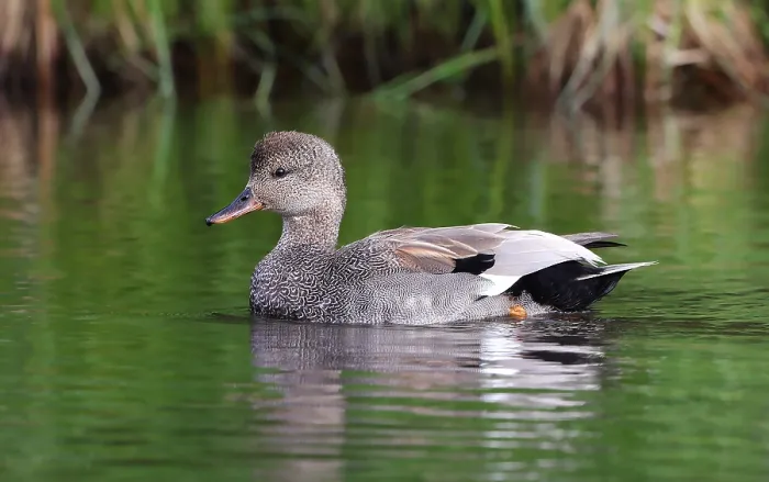 Framed Print : Gadwall Mareca strepera
