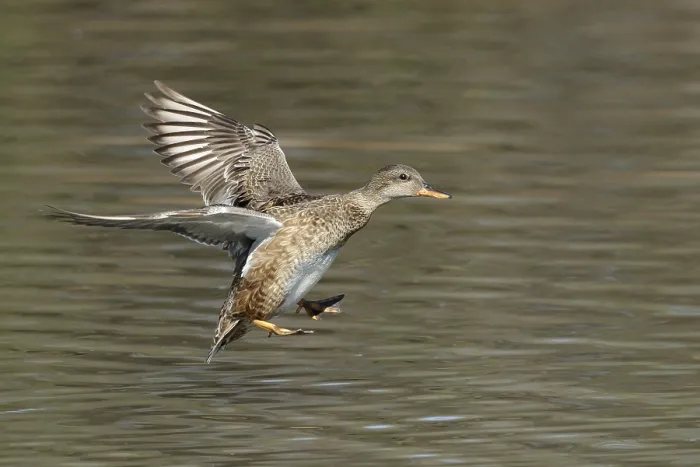 Framed Print : Gadwall, Mareca strepera Framed Print : Gadwall, Mareca strepera