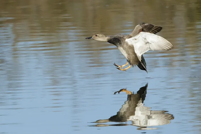 Framed Print : Gadwall, Mareca strepera