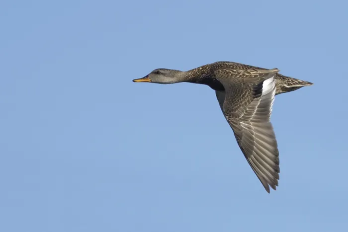 Framed Print : Gadwall, Mareca strepera