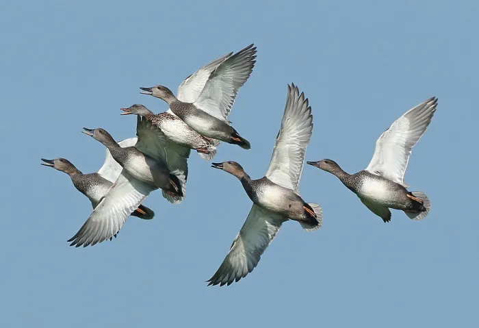 Framed Print : Gadwall, Mareca strepera