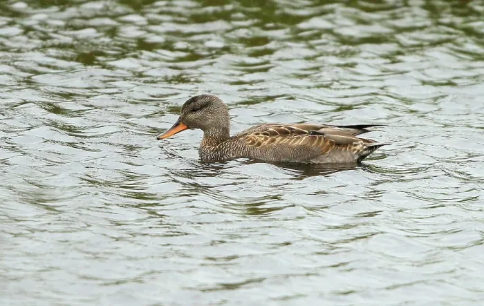 Framed Print : Gadwall, Mareca strepera
