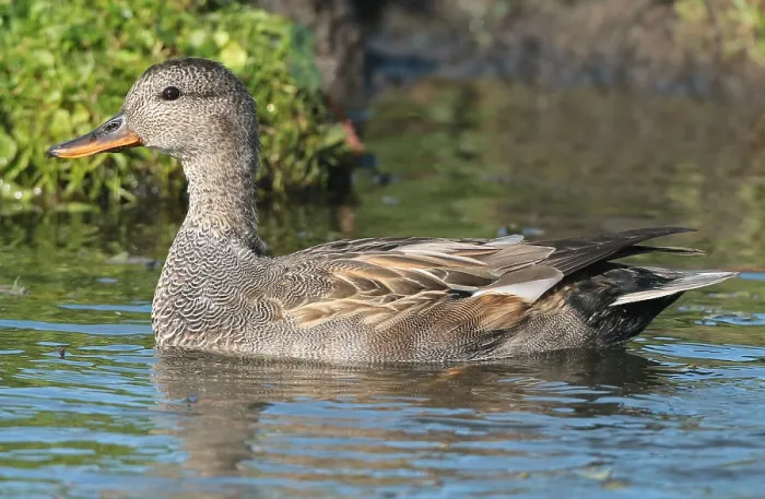 Framed Print : Gadwall, Mareca strepera Framed Print : Gadwall, Mareca strepera