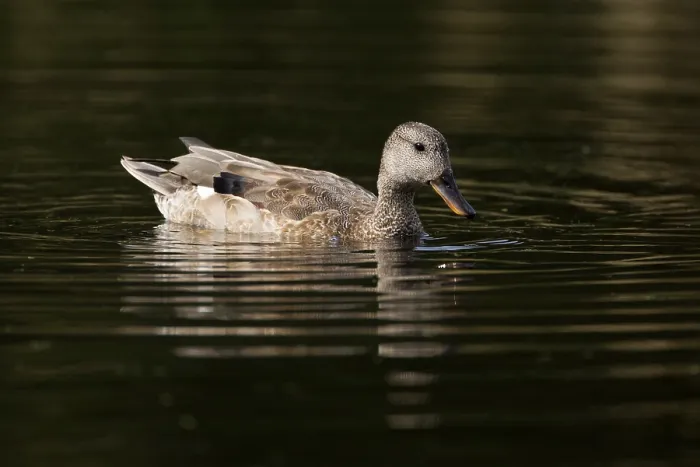 Framed Print : Gadwall, Mareca strepera