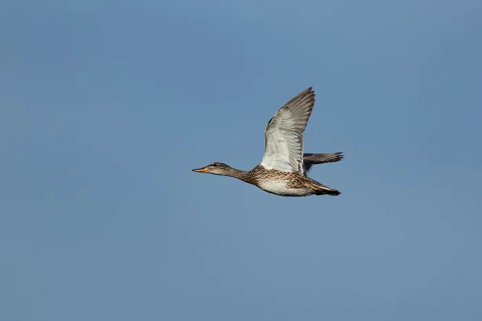 Framed Print : Gadwall (Mareca strepera)