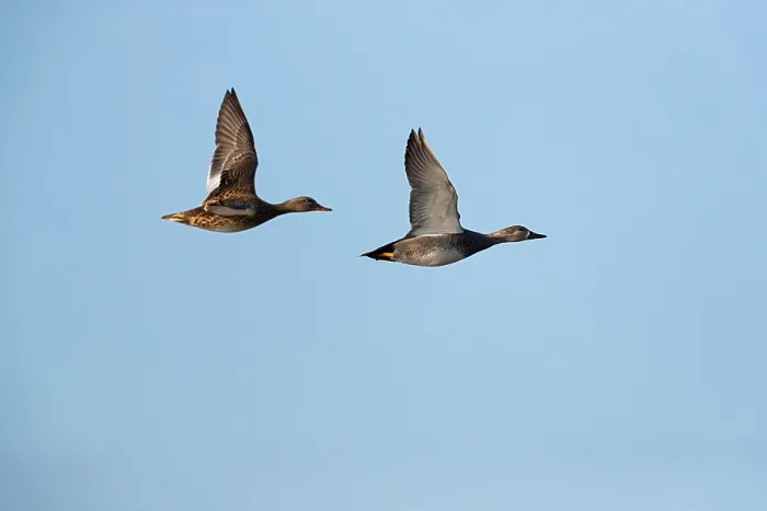 Framed Print : Gadwall (Mareca strepera)