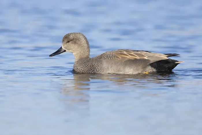 Framed Print : Gadwall, Mareca strepera