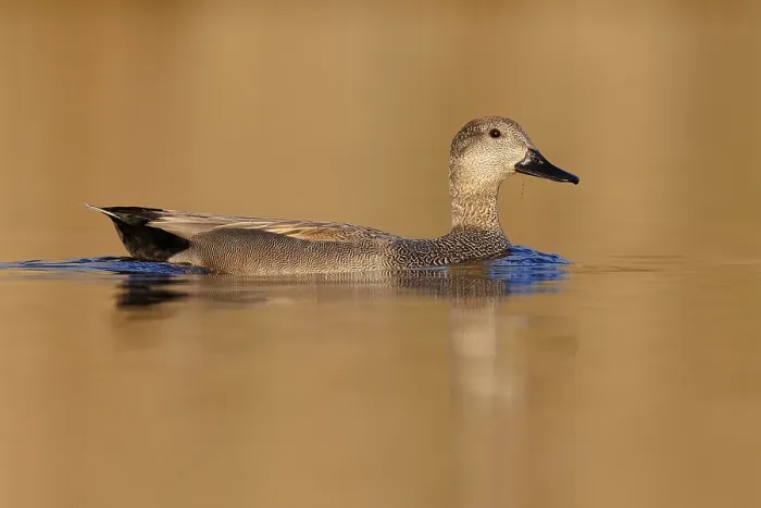 Framed Print : Gadwall, Mareca strepera