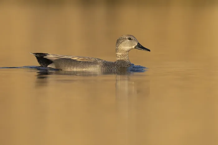 Framed Print : Gadwall, Mareca strepera