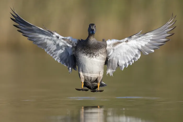 Framed Print : Gadwall, Mareca strepera