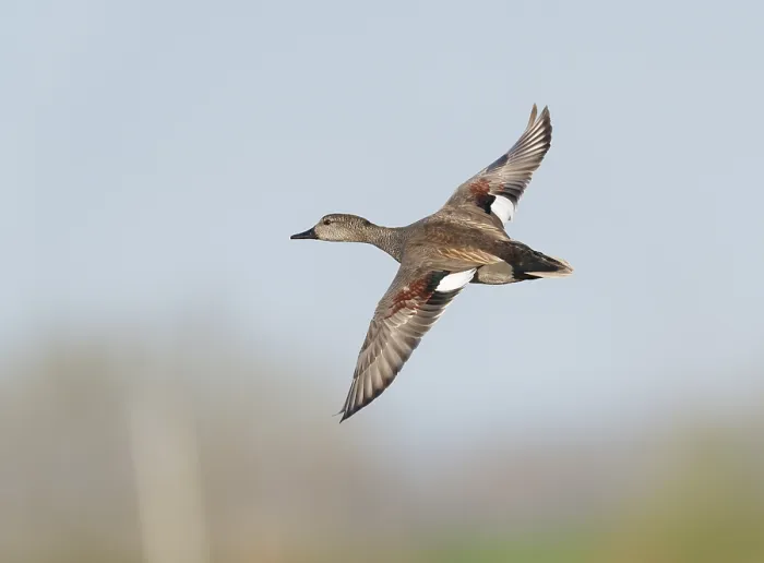 Framed Print : Gadwall;Mareca strepera