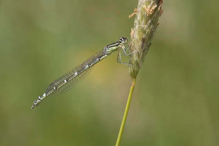 Framed Print : Gaffelwaterjuffer; Dainty Bluet; Dainty Damselfly; Coenagrion sc