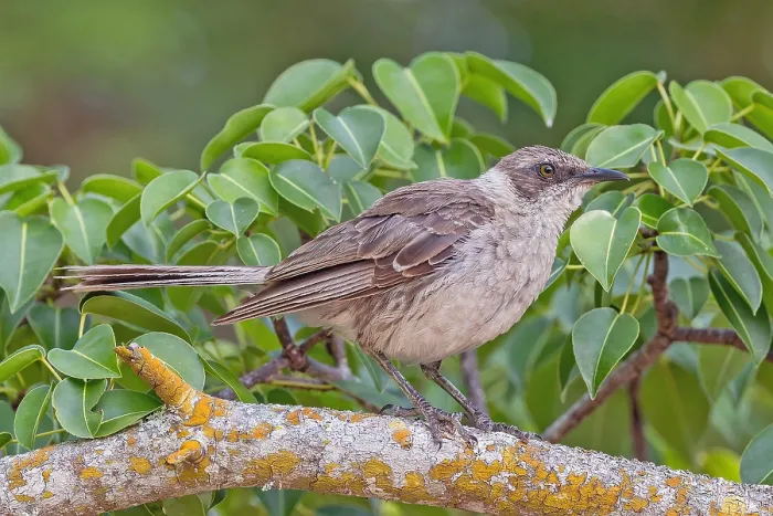 Framed Print : Galapagos Mockingbird, Mimus parvulus parvulus