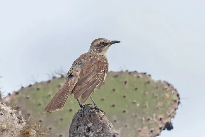 Framed Print : Galapagos Mockingbird, Mimus parvulus parvulus