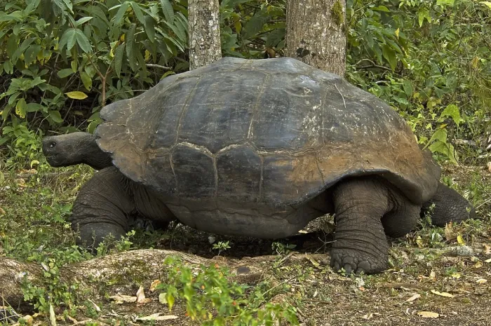Framed Print : Galápagos Tortoise