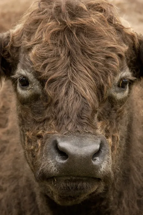 Framed Print : Galloway. Close-up van een Galloway kop, Close up of a Galloway head