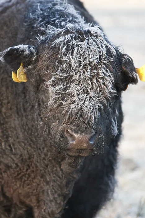 Framed Print : Galloway met berijpte kop Nederland, Galloway with hoar frost on its head Netherlands