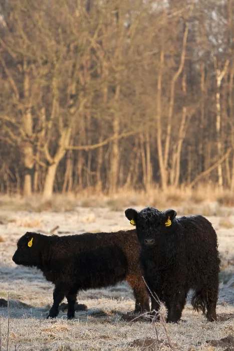 Framed Print : Galloways in winterzon Nederland, Galloways in winter sun Netherlands