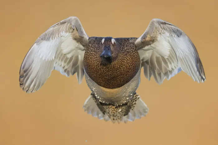 Framed Print : Garganey (Anas querquedula)