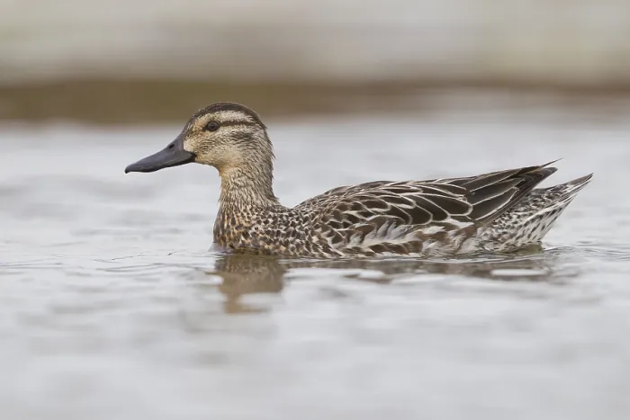 Framed Print : Garganey (Anas querquedula), adult female swimming in a swamp
