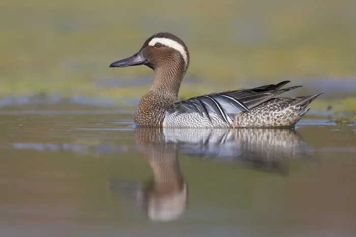 Framed Print : Garganey (Anas querquedula), adult male swimming in a swamp