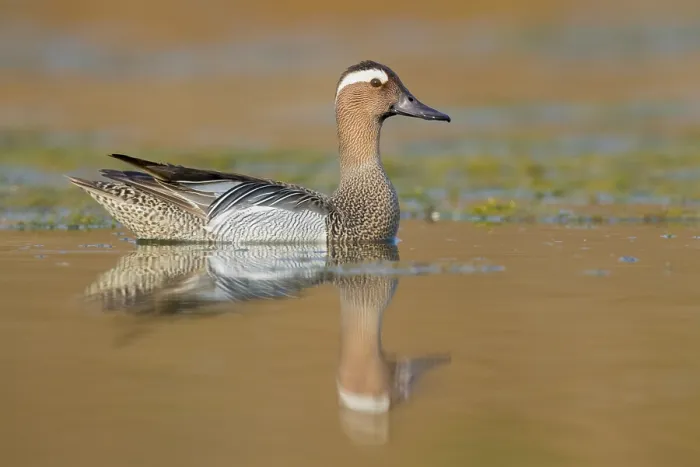 Framed Print : Garganey (Anas querquedula), adult male swimming in a swamp