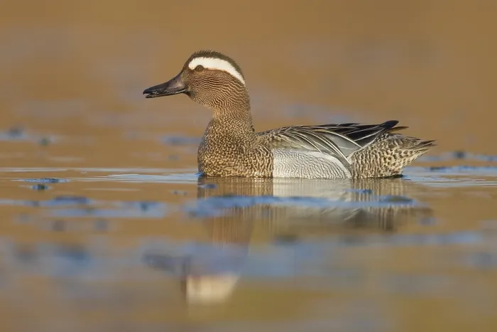 Framed Print : Garganey (Anas querquedula), adult male swimming in a swamp