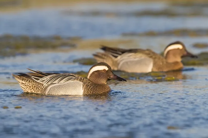 Framed Print : Garganey (Anas querquedula), drakes swimming in a pond Framed Print : Garganey (Anas querquedula), drakes swimming in a pond