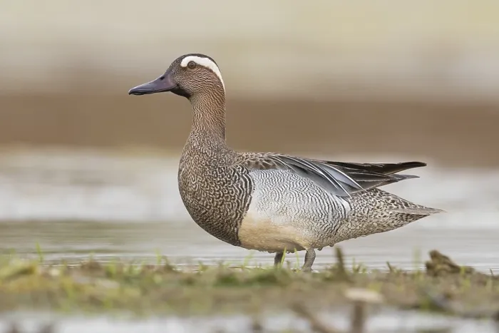 Framed Print : Garganey (Anas querquedula), adult male standing in a swamp