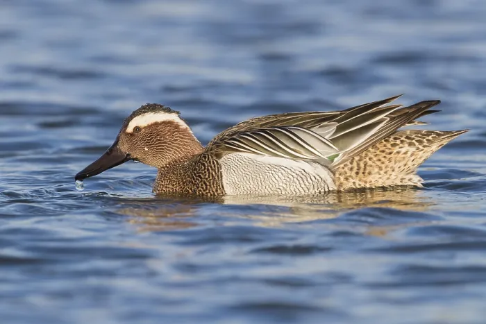 Framed Print : Garganey (Anas querquedula), drake feeding in a pond