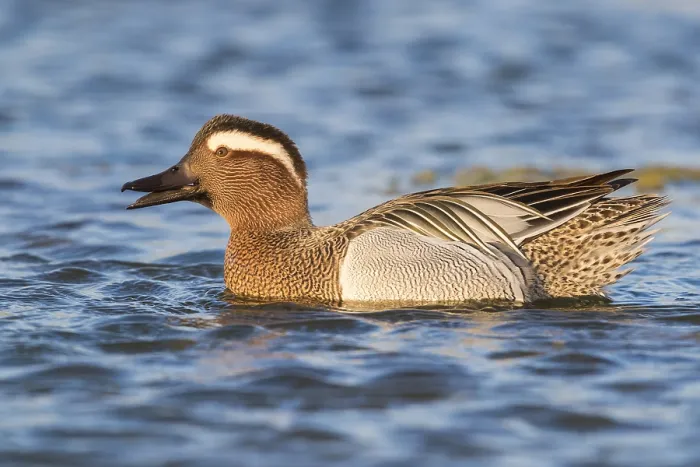 Framed Print : Garganey (Anas querquedula), drake swimming in a pond