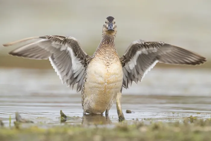 Framed Print : Garganey (Anas querquedula), adult female spreading its wings Framed Print : Garganey (Anas querquedula), adult female spreading its wings