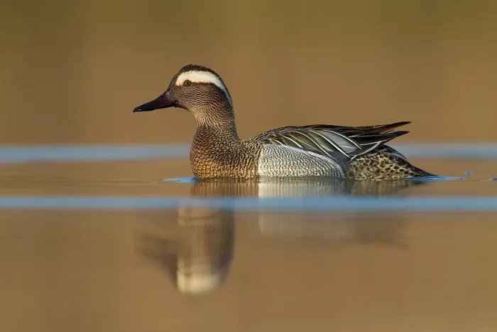 Framed Print : Garganey; Anas querquedula