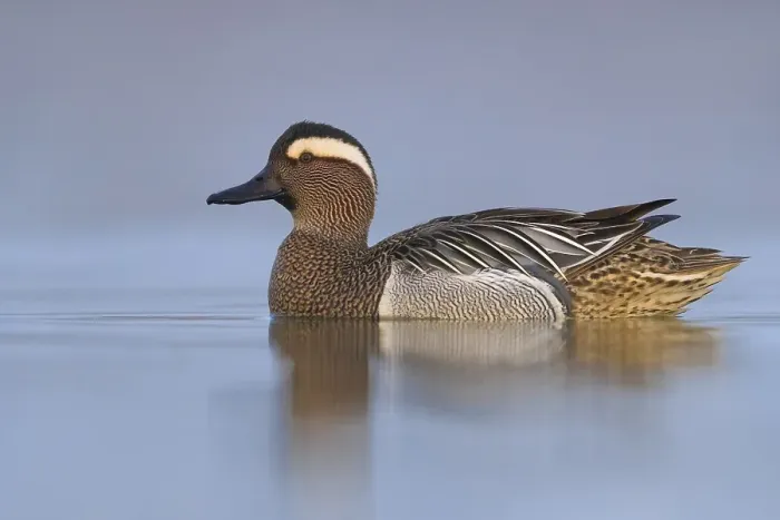 Framed Print : Garganey; Anas querquedula