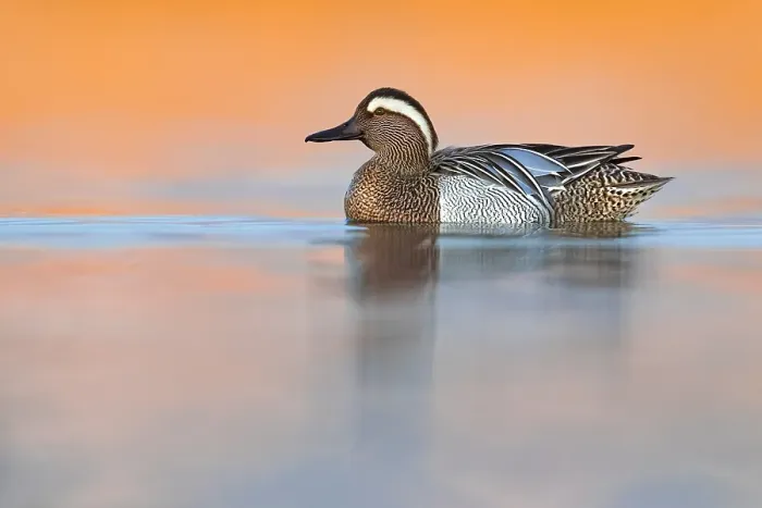 Framed Print : Garganey, Anas querquedula
