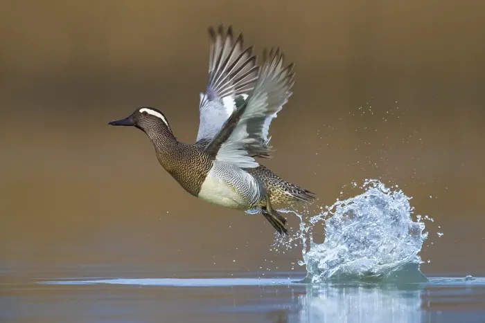Framed Print : Garganey; Anas querquedula