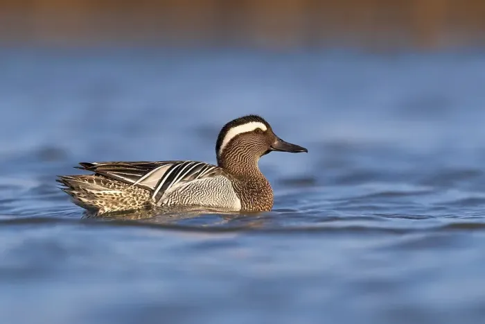Framed Print : Garganey; Anas querquedula