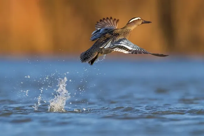 Framed Print : Garganey; Anas querquedula