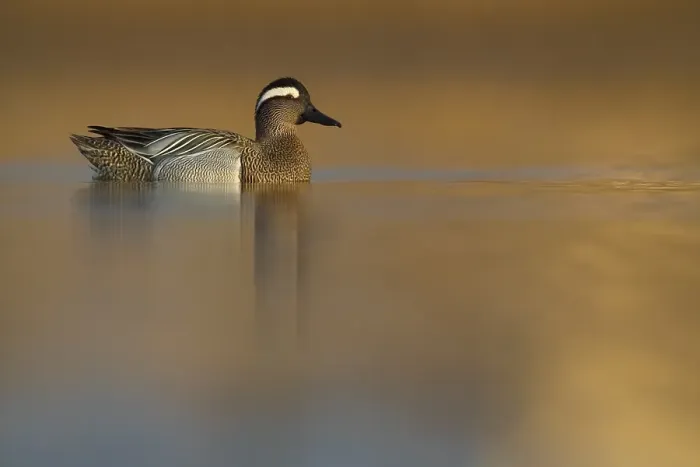 Framed Print : Garganey, Anas querquedula