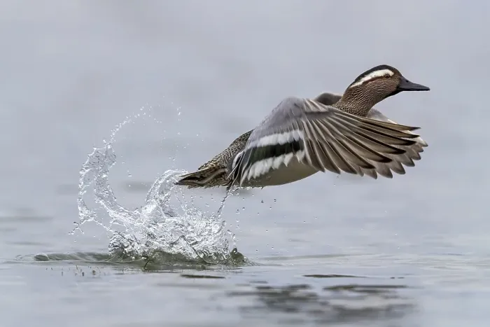 Framed Print : Garganey; Anas querquedula
