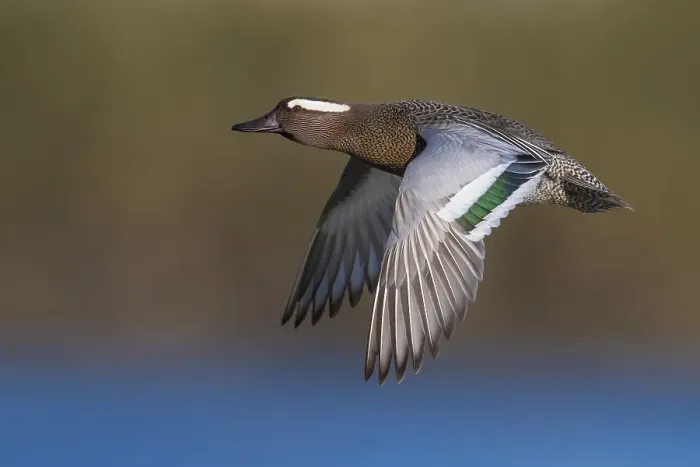 Framed Print : Garganey, Anas querquedula