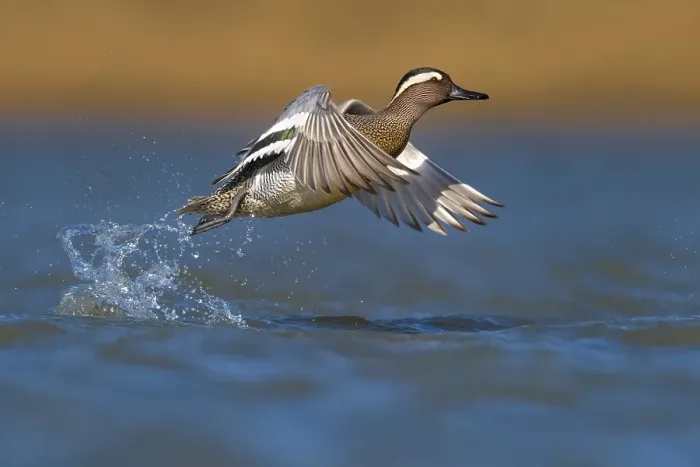 Framed Print : Garganey, Anas querquedula