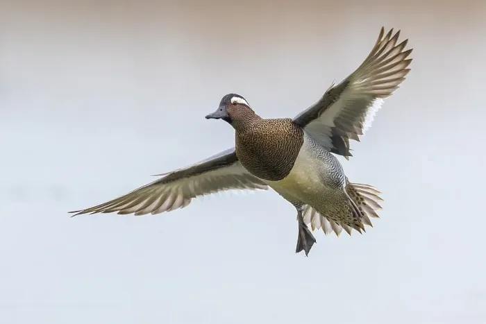 Framed Print : Garganey; Anas querquedula
