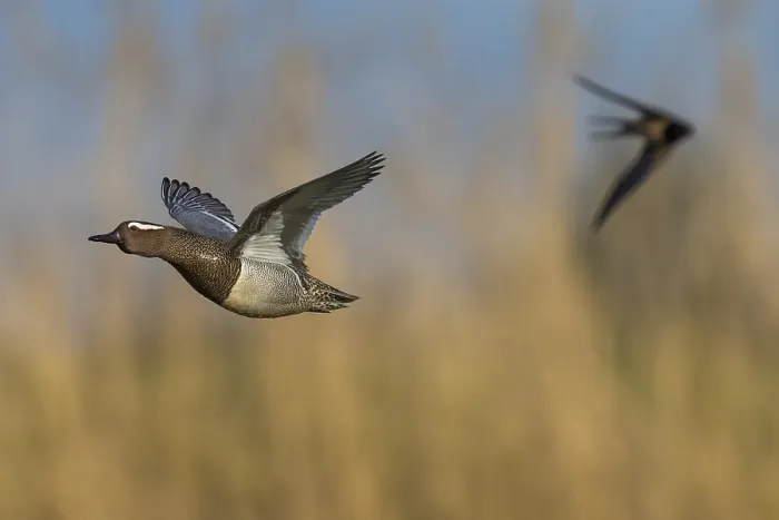 Framed Print : Garganey, Anas querquedula