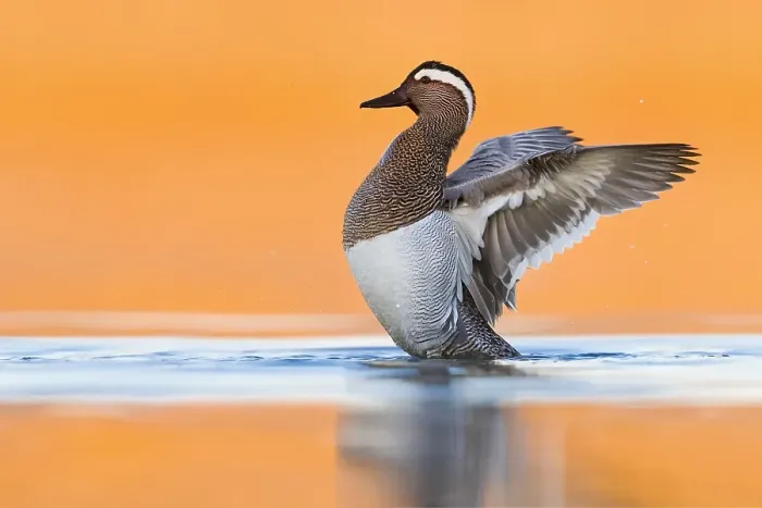 Framed Print : Garganey, Anas querquedula