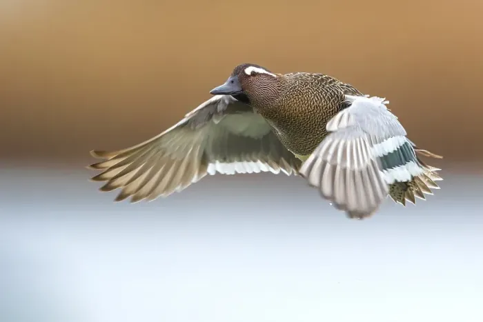 Framed Print : Garganey; Anas querquedula