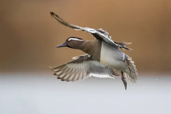 Framed Print : Garganey; Anas querquedula