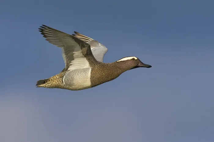 Framed Print : Garganey, Anas querquedula