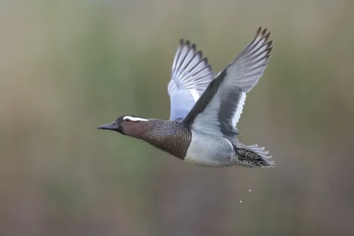 Framed Print : Garganey, Anas querquedula